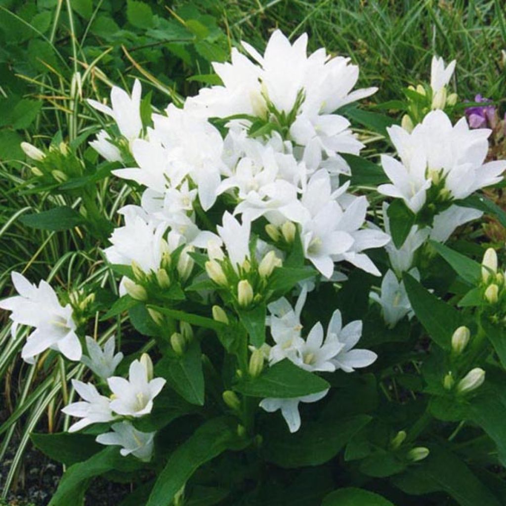 Campanule glomerata Alba