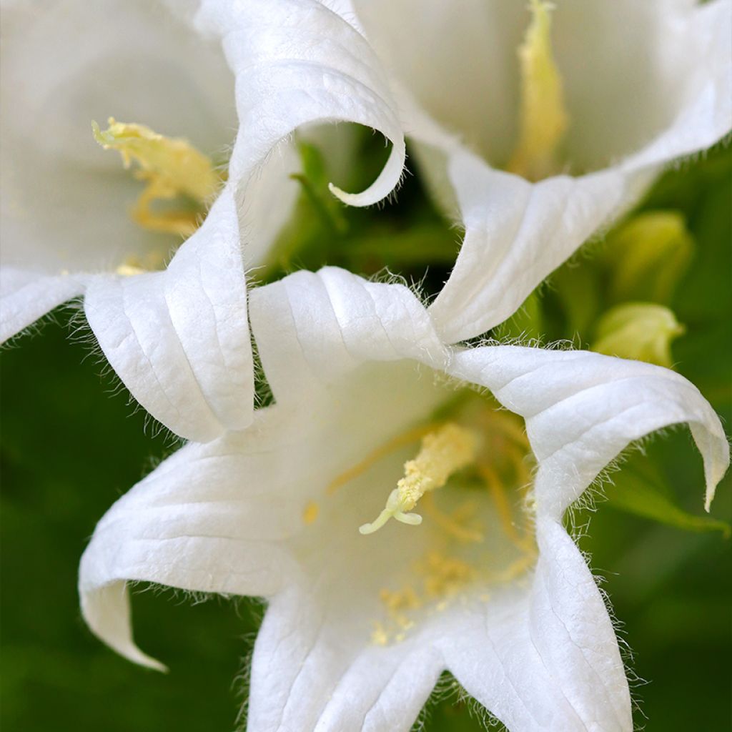 Campanula lactiflora White Pouffe - Campanule laiteuse