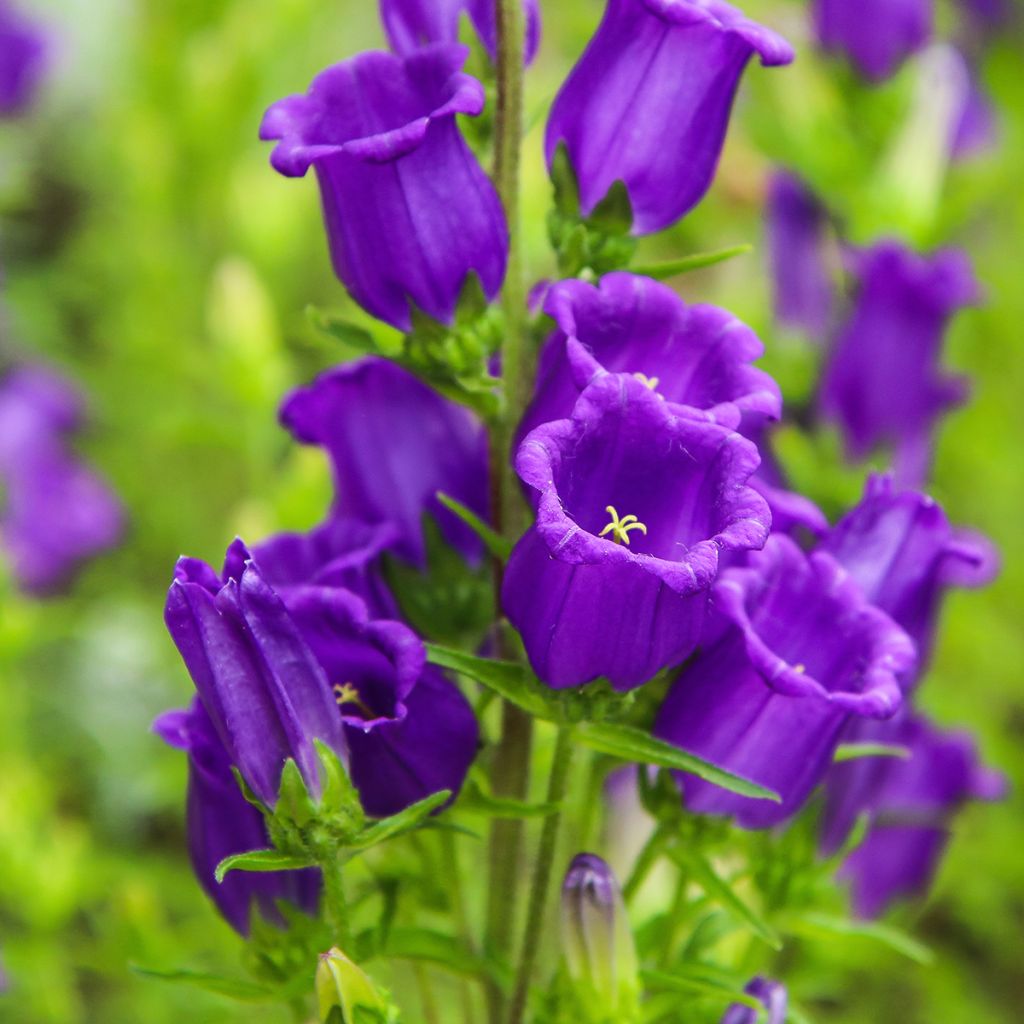 Campanula medium bleue - Campanule carillon