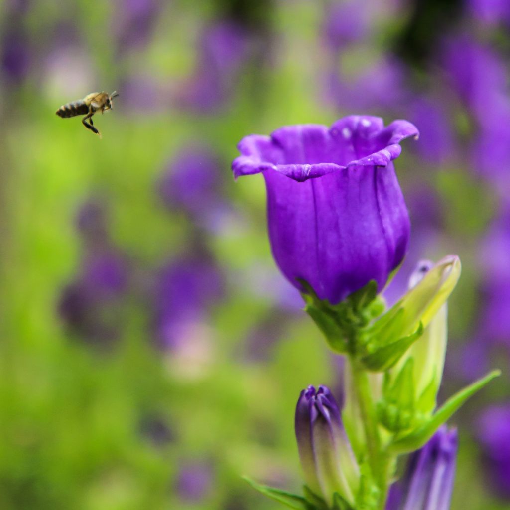 Campanula medium bleue - Campanule carillon