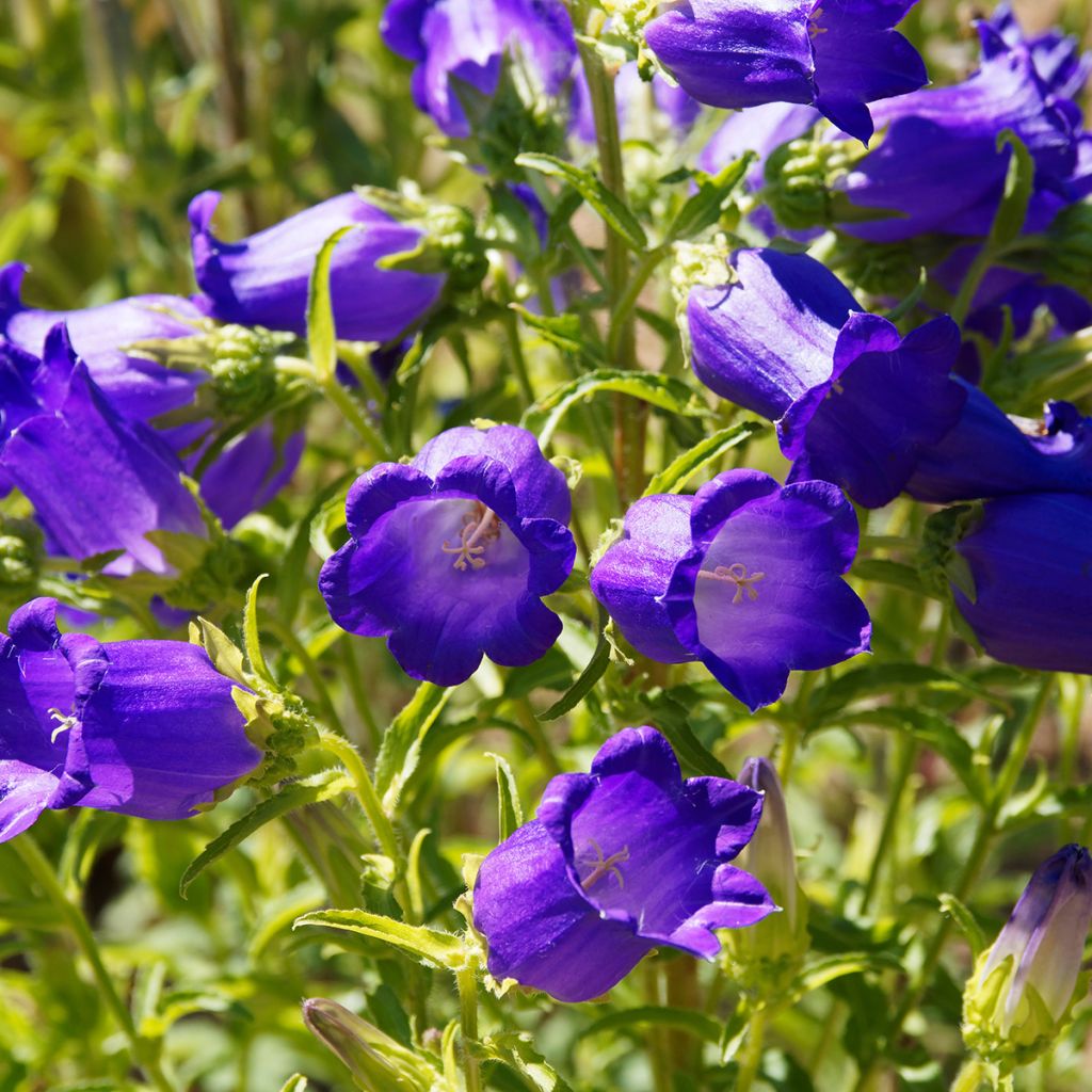 Campanula medium bleue - Campanule carillon