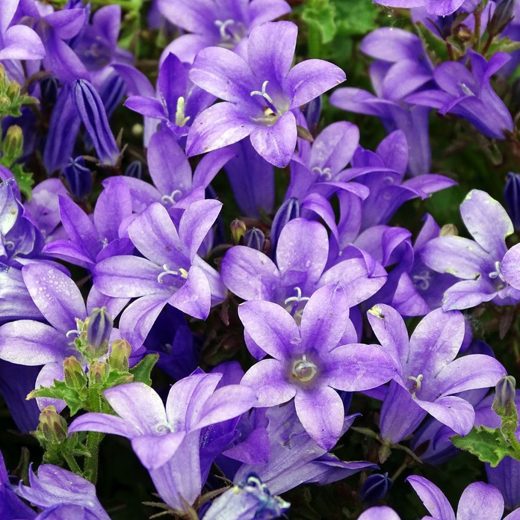 Campanule des murs - Campanula portenschlagiana (muralis)