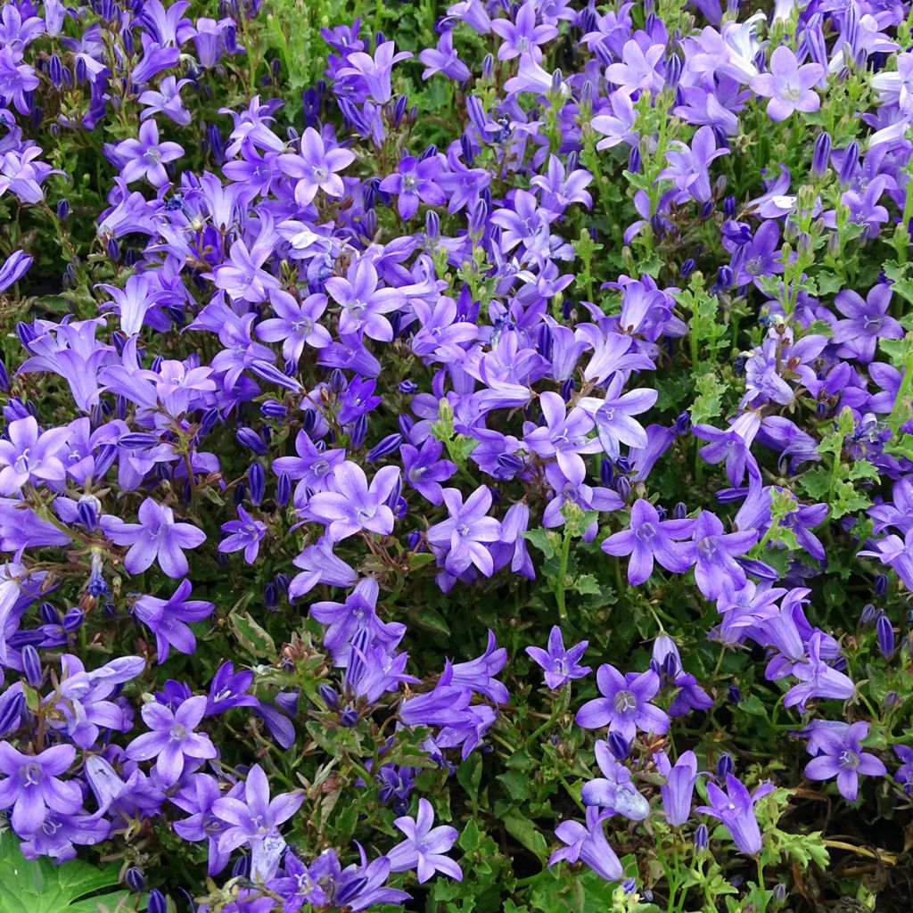 Campanule des murs - Campanula portenschlagiana (muralis)