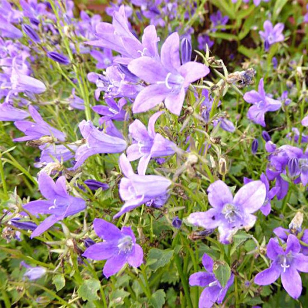 Campanula portenschlagiana Resholt Variety - Campanule des Murets 