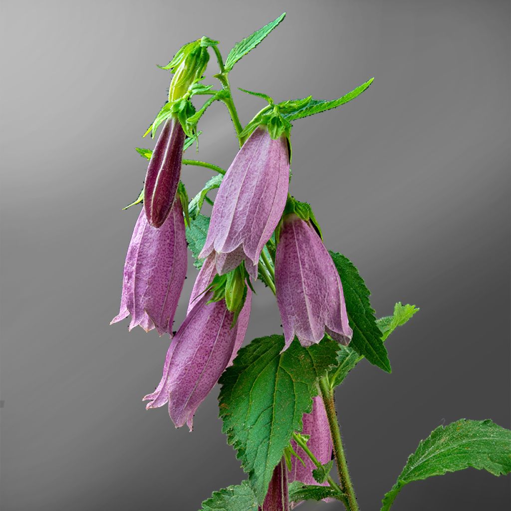 Campanula punctata Rubriflora - Campanule ponctuée