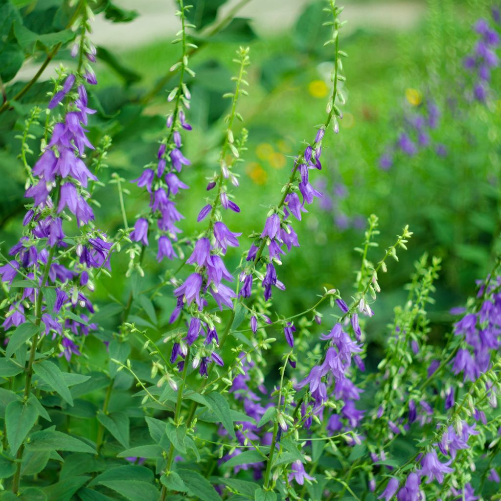 Campanula rapunculoides - Campanule fausse raiponce