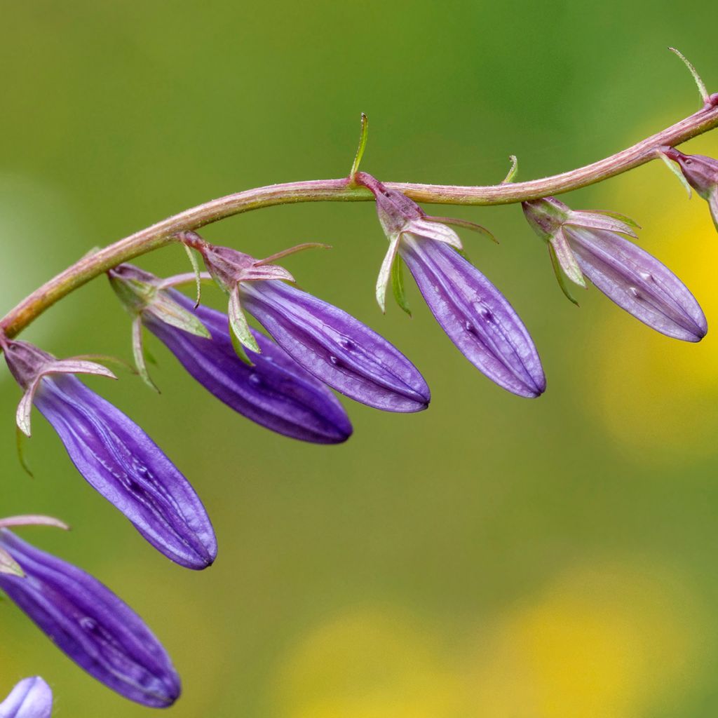 Campanula rapunculoides - Campanule fausse raiponce