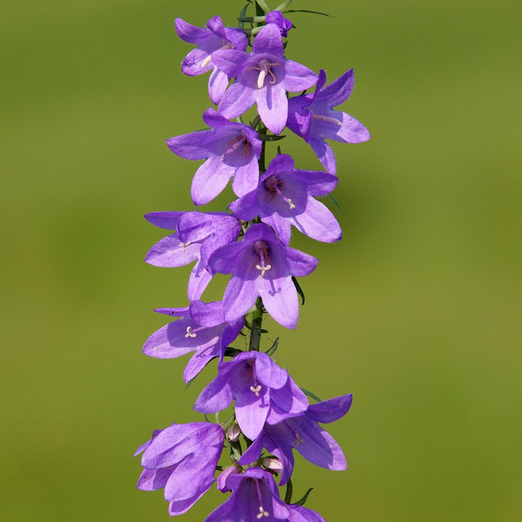 Campanula rapunculoides - Campanule fausse raiponce