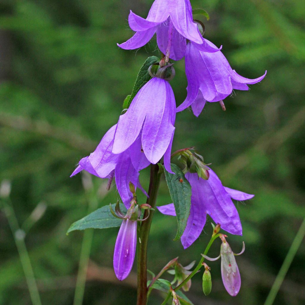 Campanula rapunculoides - Campanule fausse raiponce