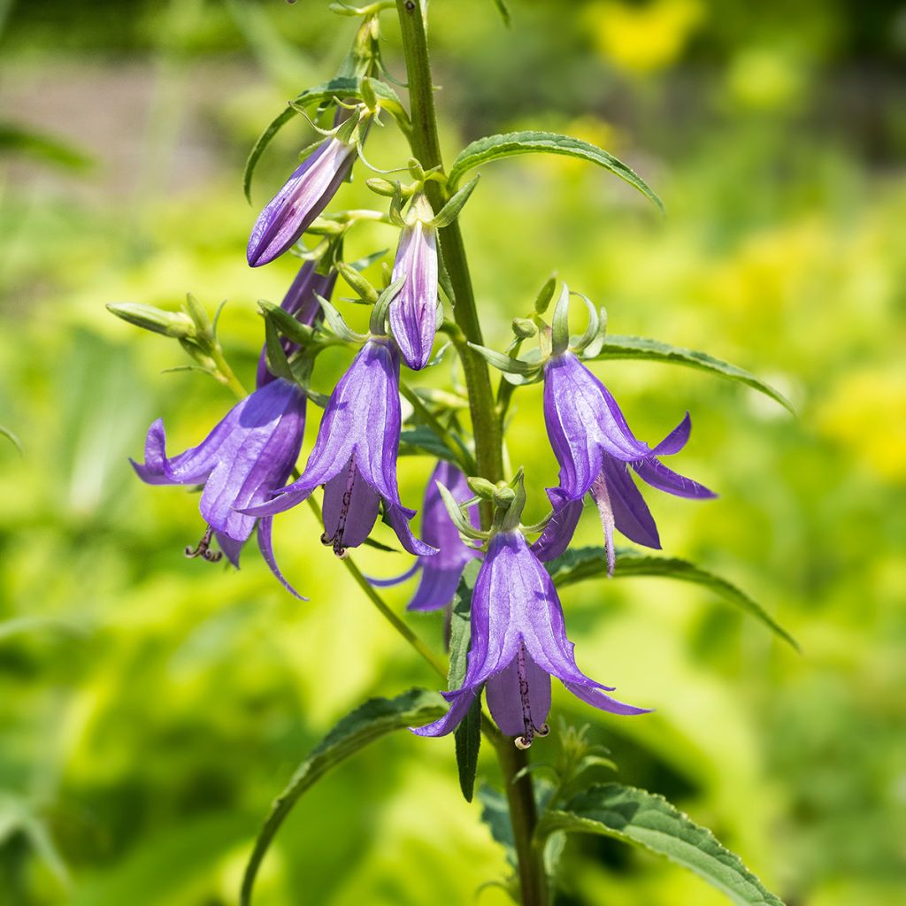 Campanula rapunculoides - Campanule fausse raiponce