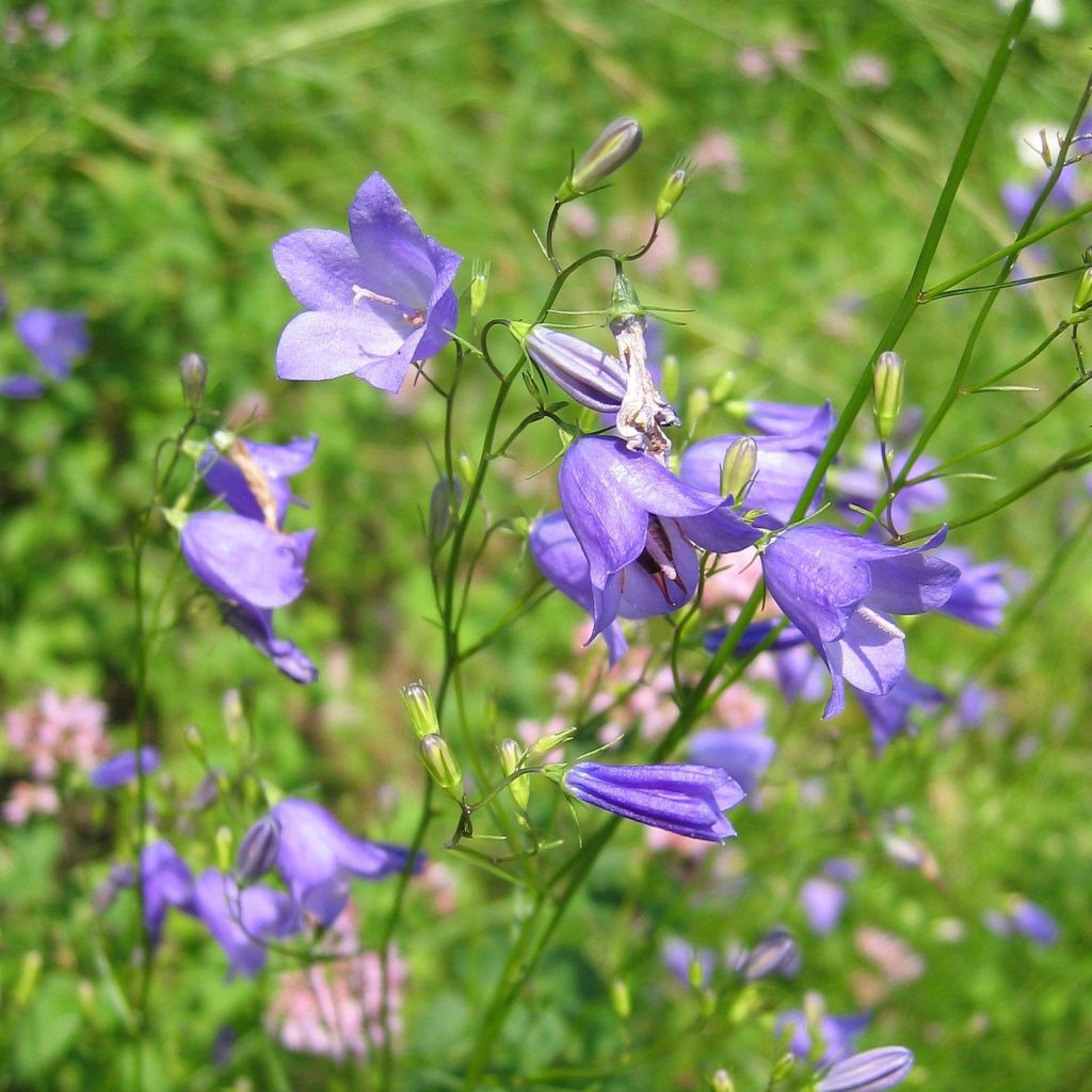 Campanula rotundifolia - Campanule à feuilles rondes