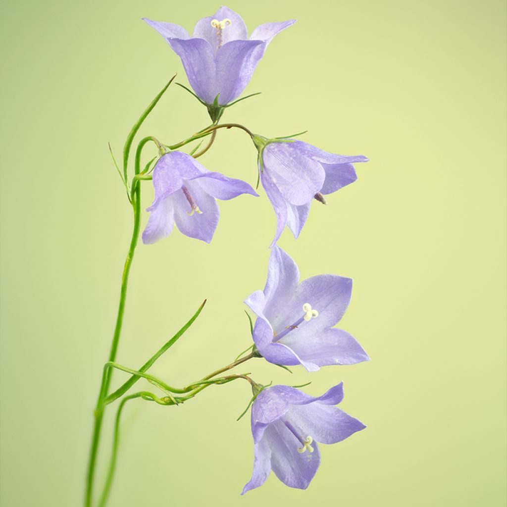 Campanula rotundifolia - Campanule à feuilles rondes