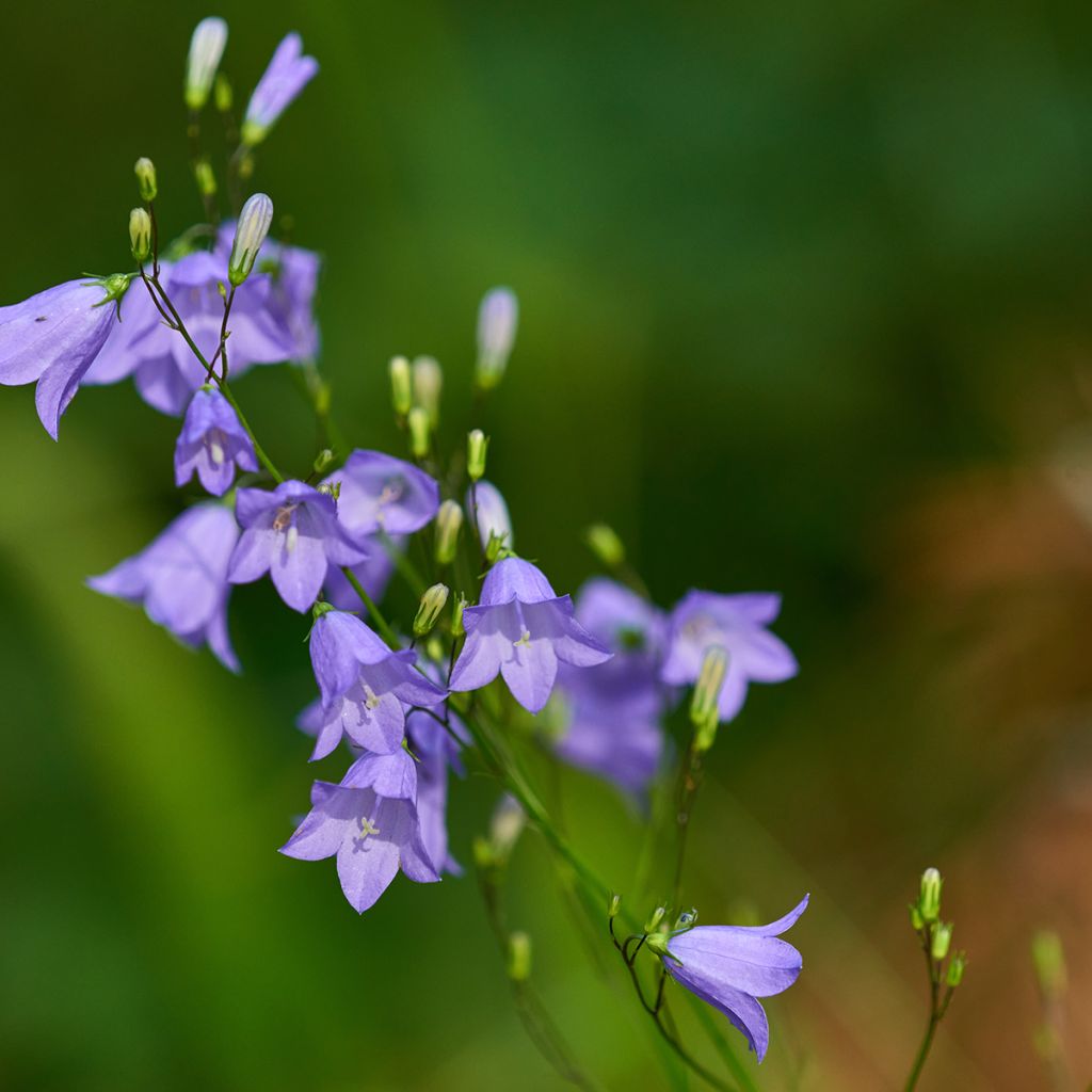 Campanula rotundifolia - Campanule à feuilles rondes