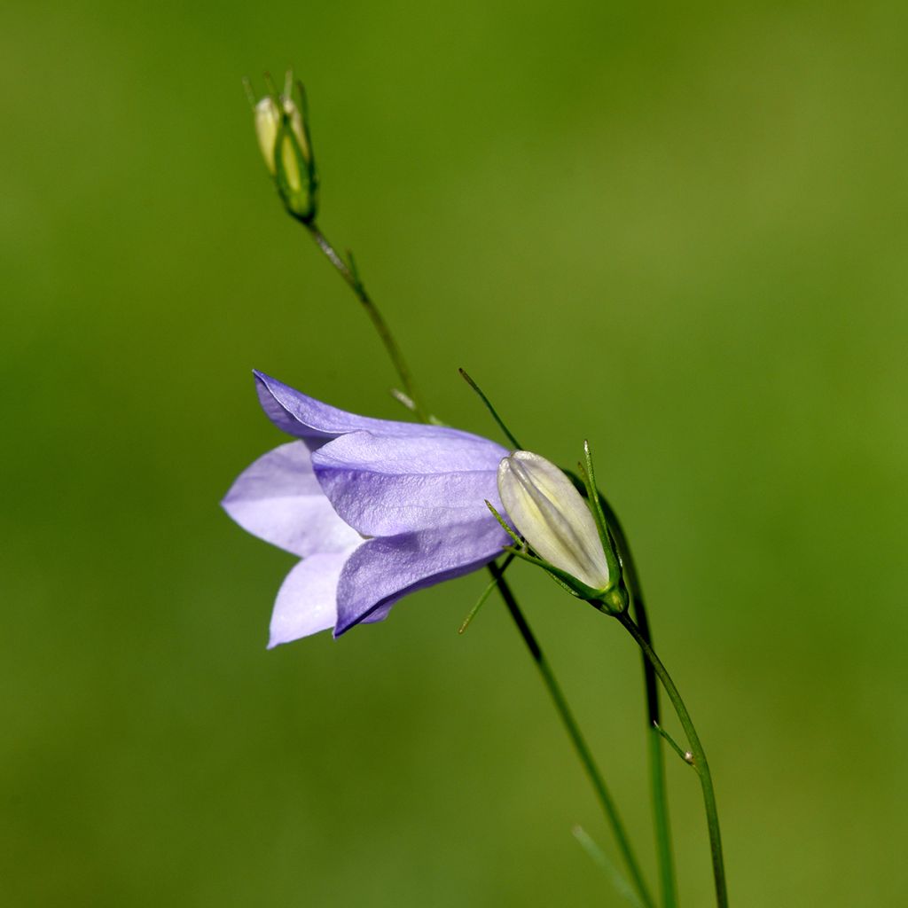 Campanula rotundifolia - Campanule à feuilles rondes