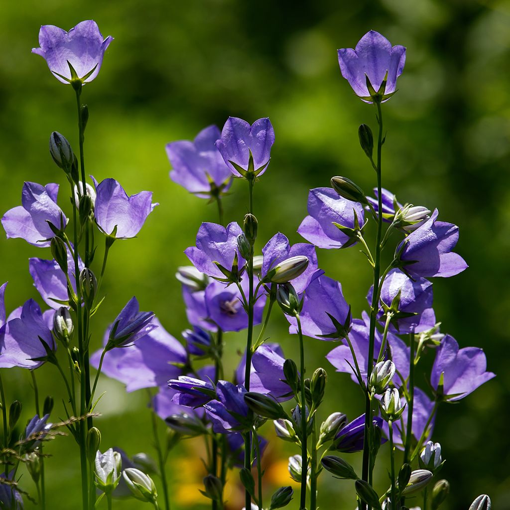 Campanula rotundifolia - Campanule à feuilles rondes