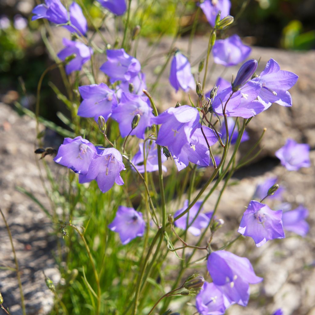 Campanula rotundifolia - Campanule à feuilles rondes