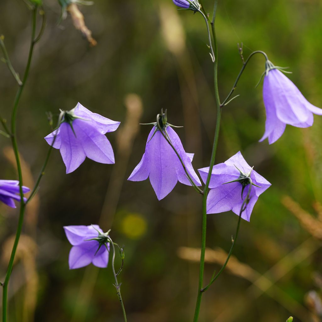 Campanula rotundifolia - Campanule à feuilles rondes