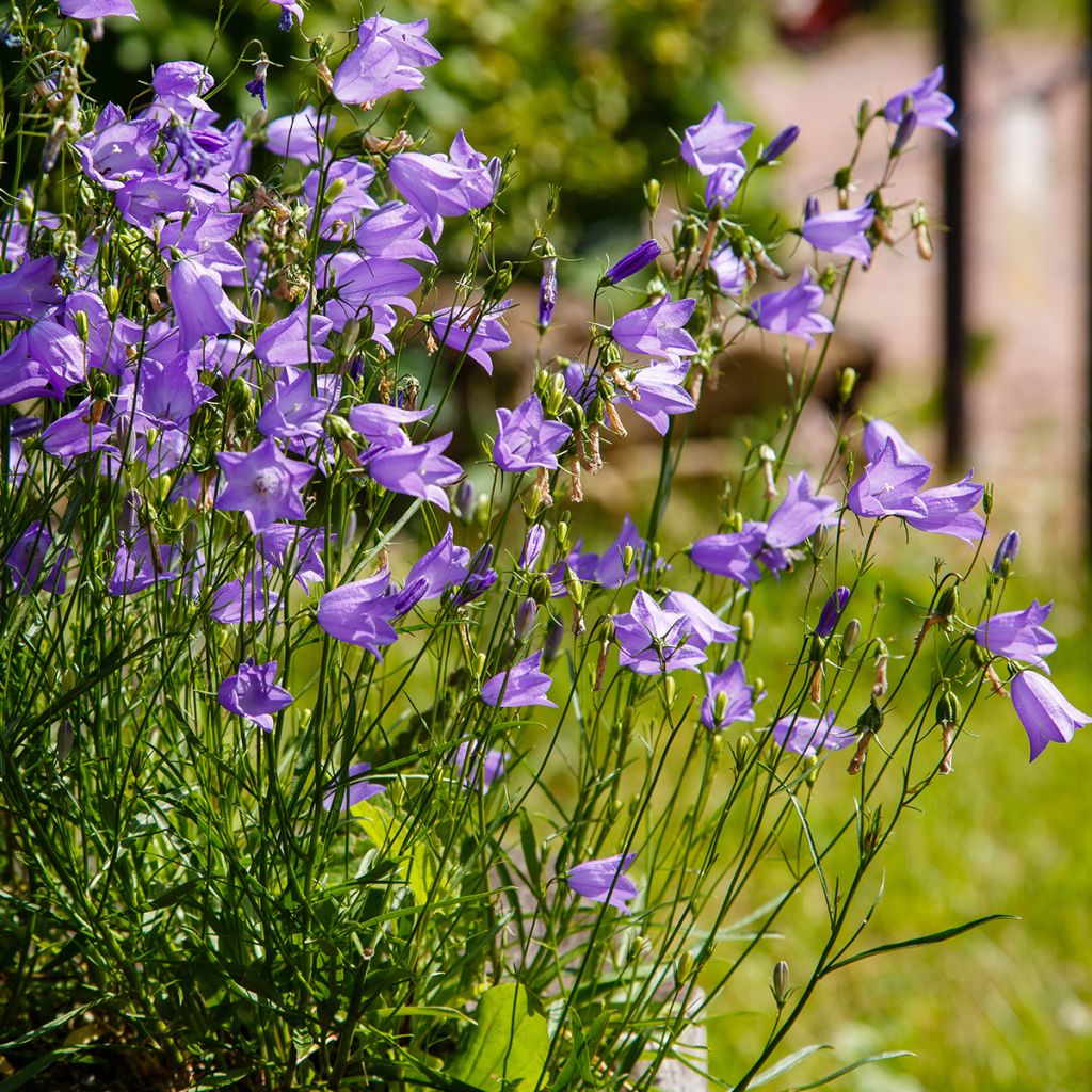 Campanula rotundifolia - Campanule à feuilles rondes