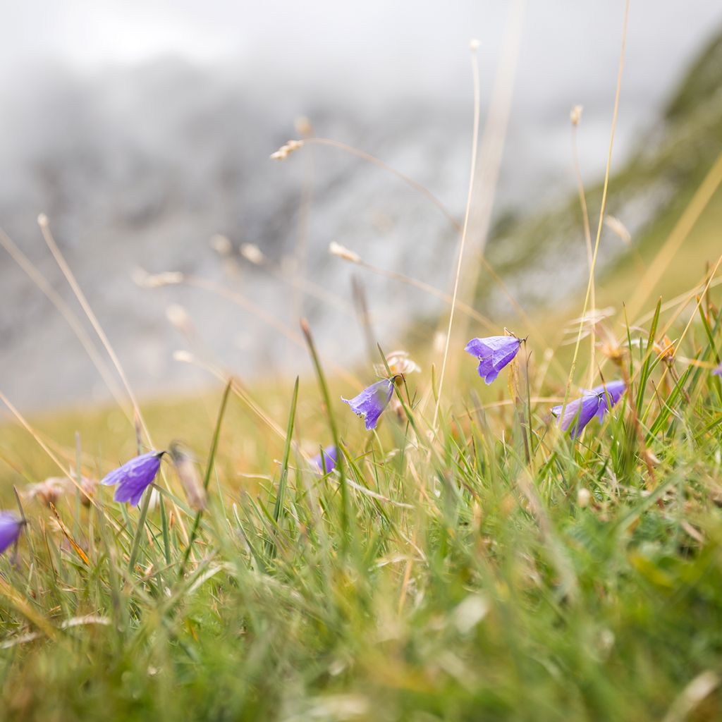 Campanula rotundifolia - Campanule à feuilles rondes