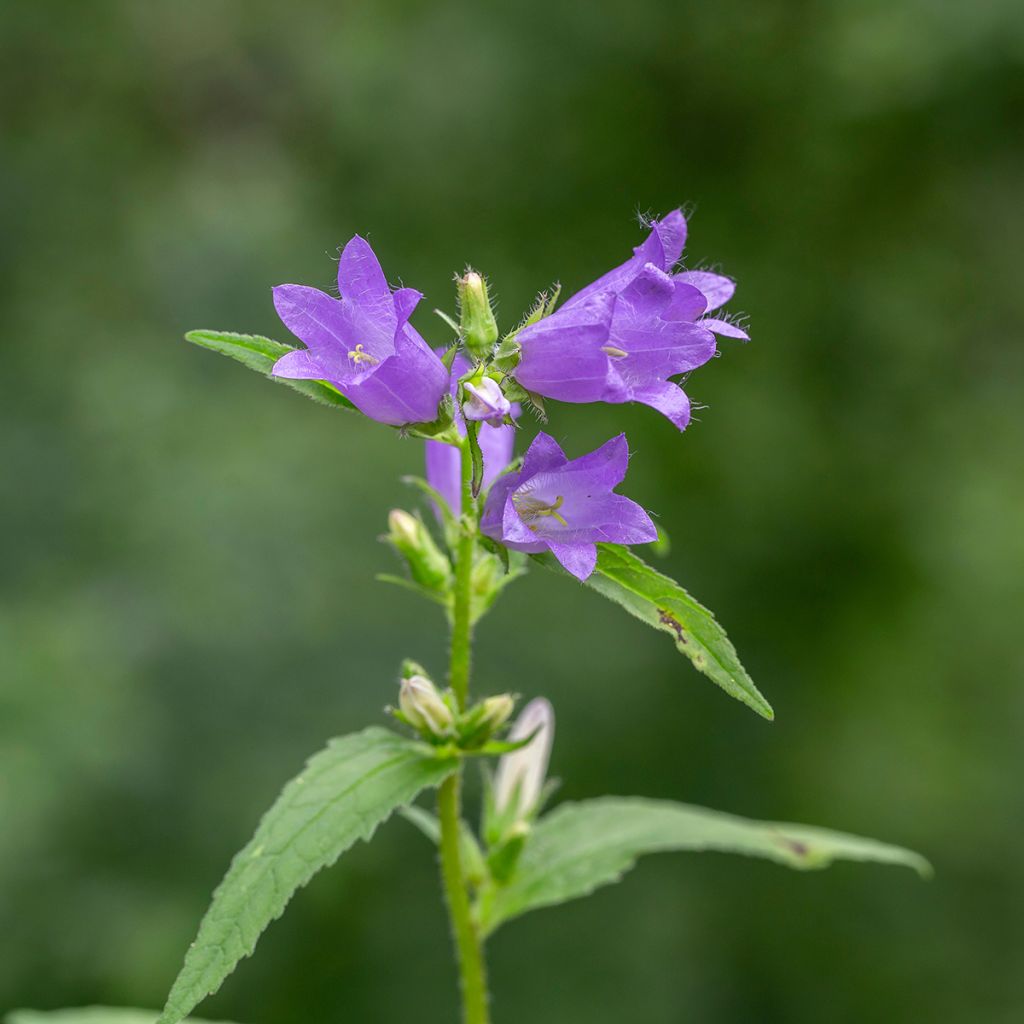 Campanula trachelium - Campanule gantelée