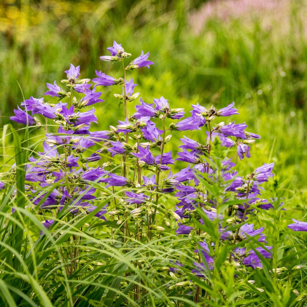 Campanula trachelium - Campanule gantelée