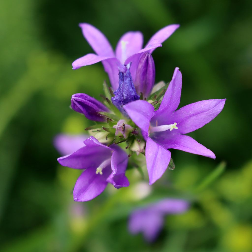 Campanula trachelium - Campanule gantelée