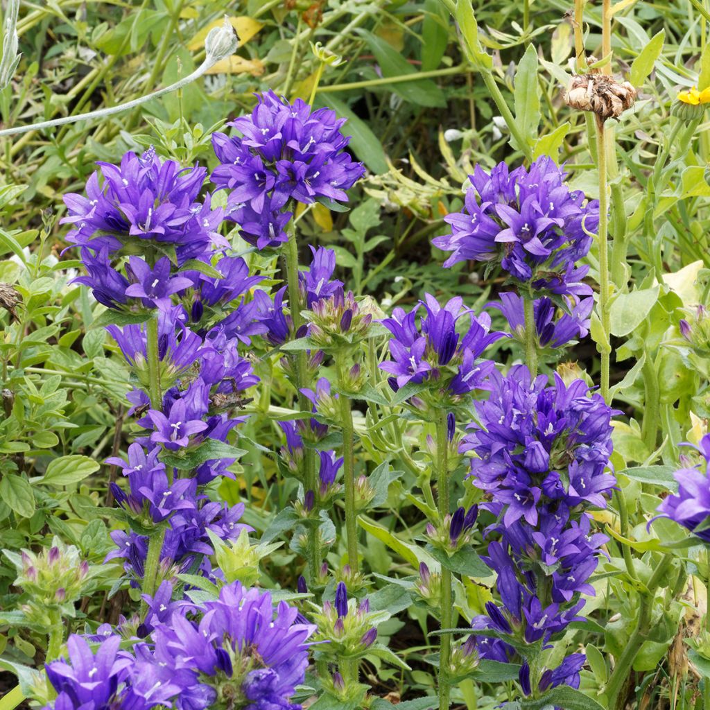 Campanule à bouquets - Campanula glomerata Superba