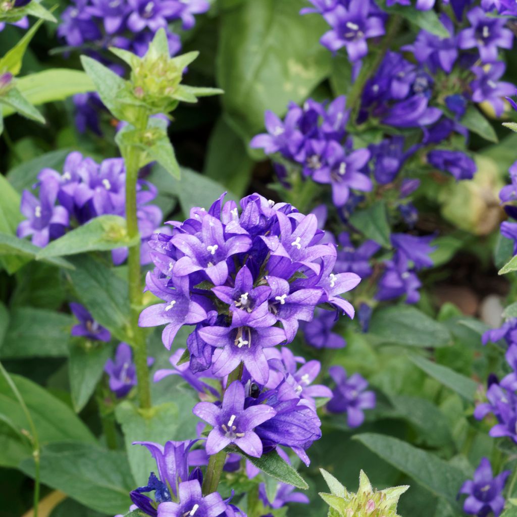 Campanule à bouquets - Campanula glomerata Superba