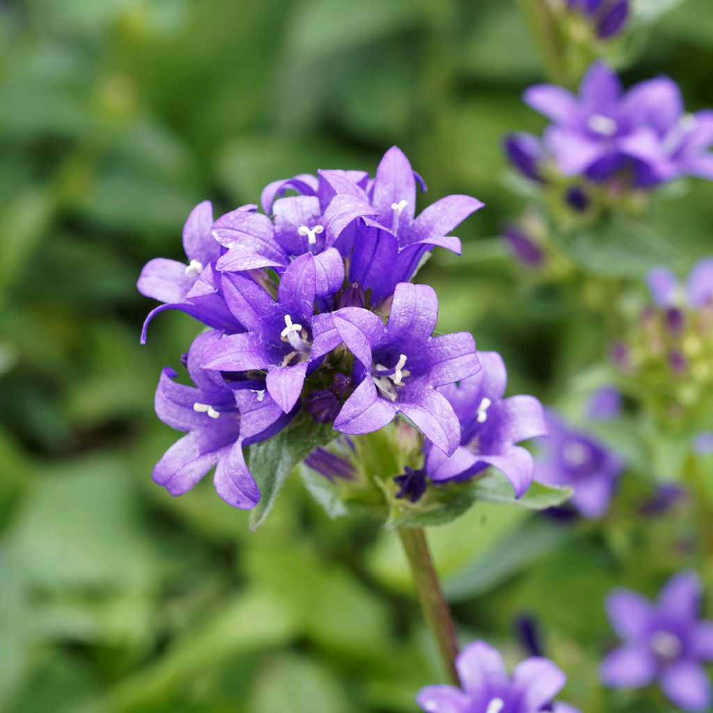 Campanule à bouquets - Campanula glomerata Superba