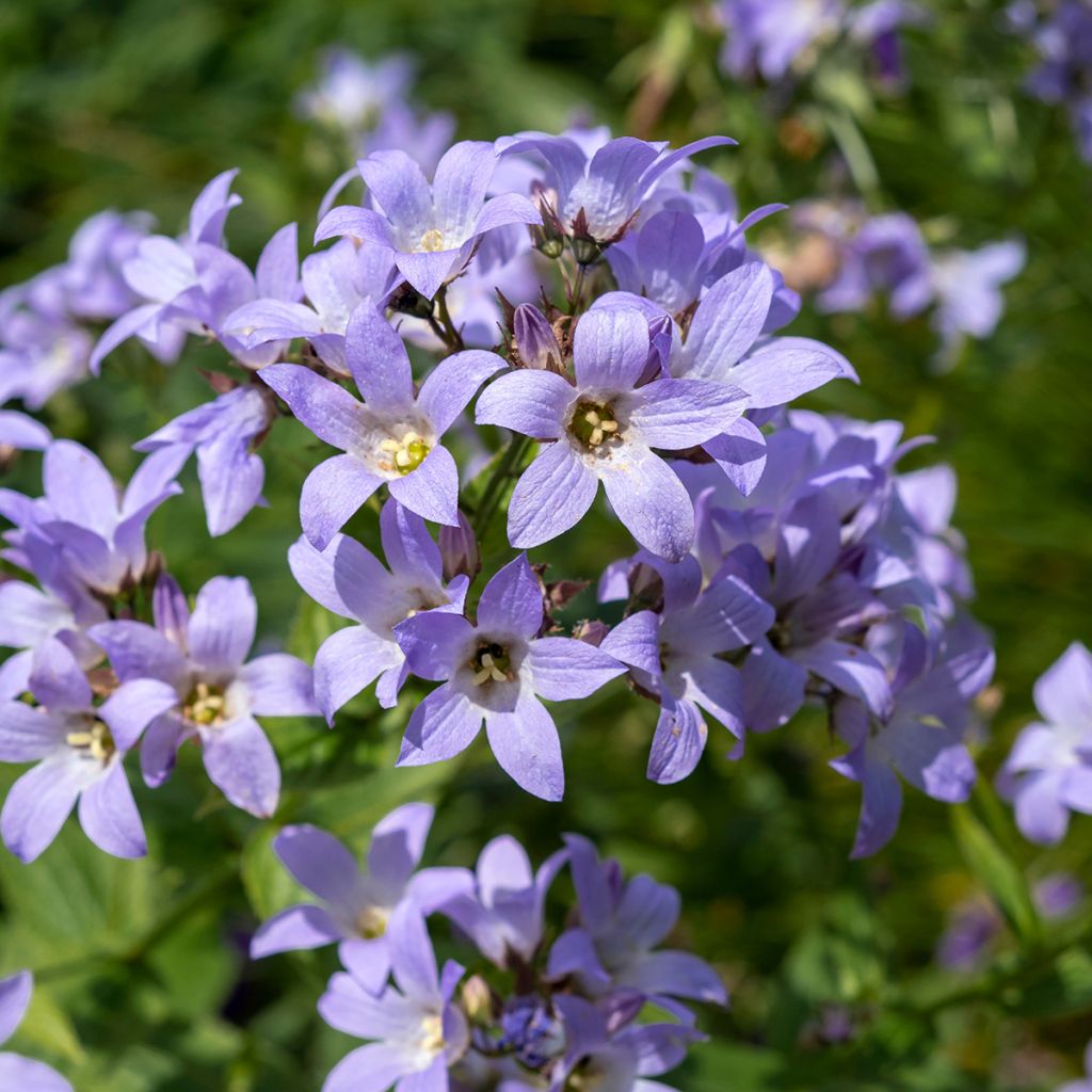 Campanule à bouquets - Campanula glomerata Superba