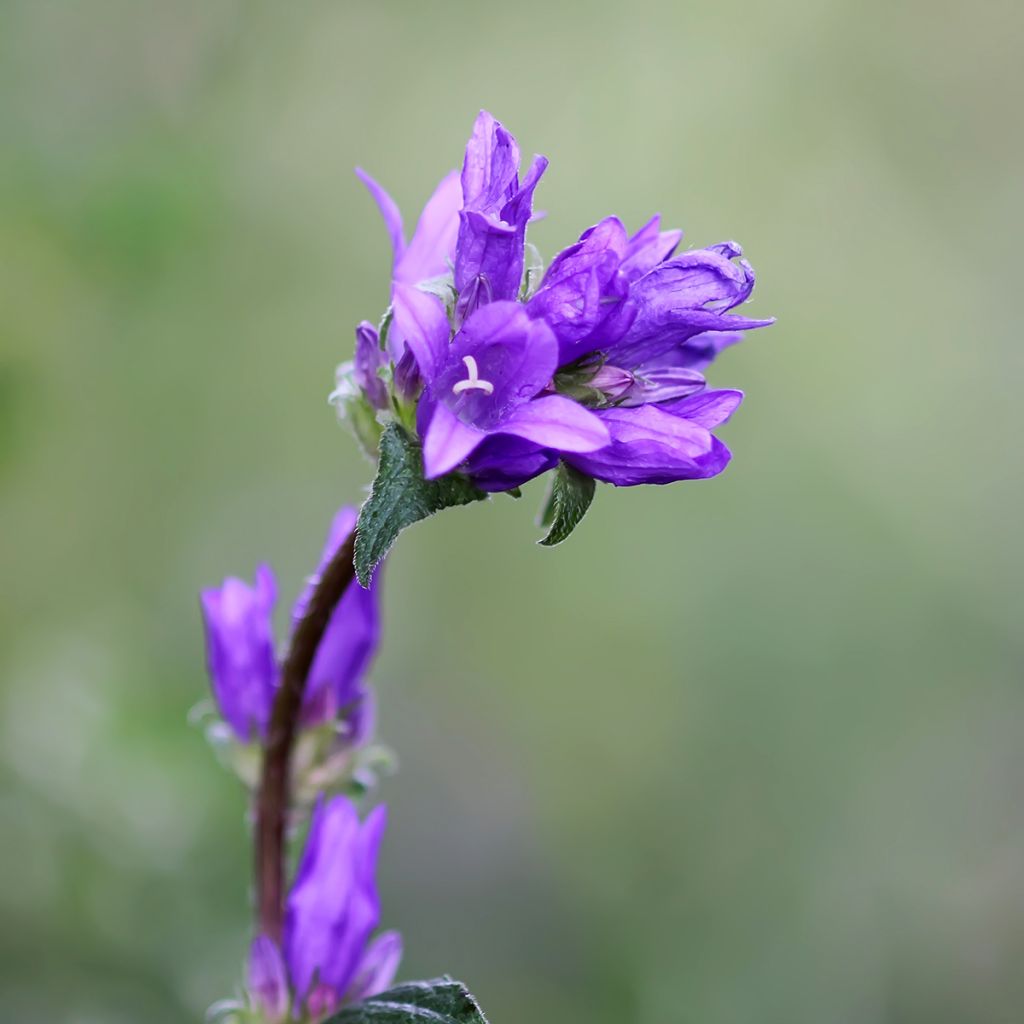 Campanule à bouquets - Campanula glomerata Superba