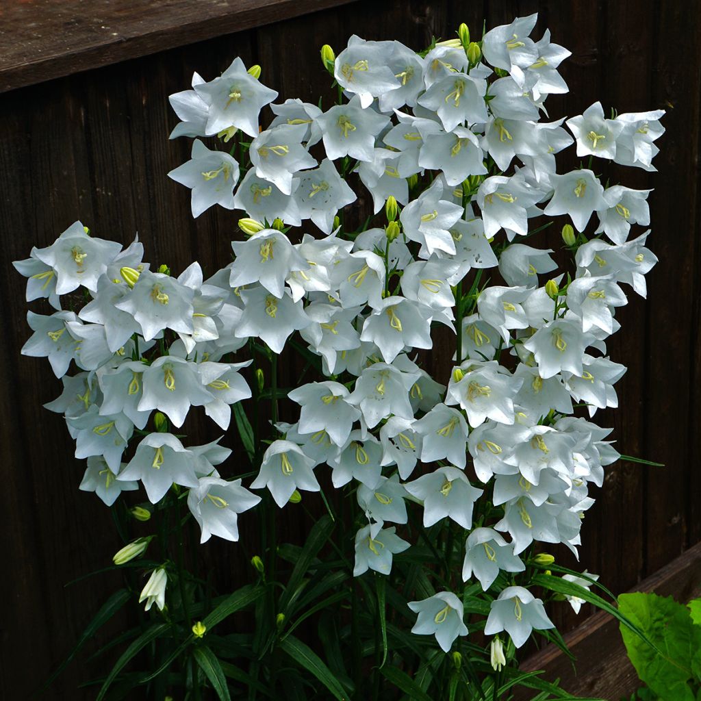 Campanule à feuilles de pêcher - Campanula persicifolia Alba