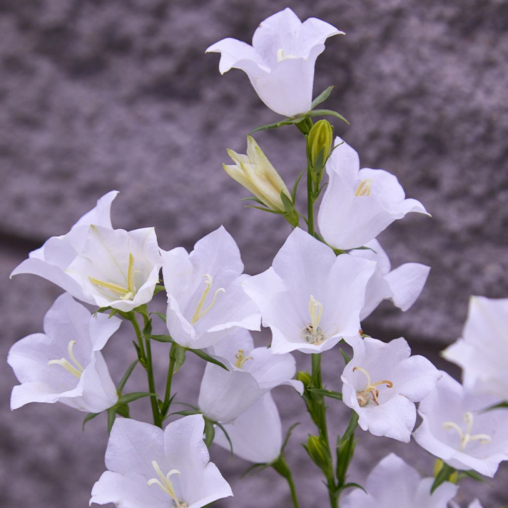 Campanule à feuilles de pêcher - Campanula persicifolia Alba