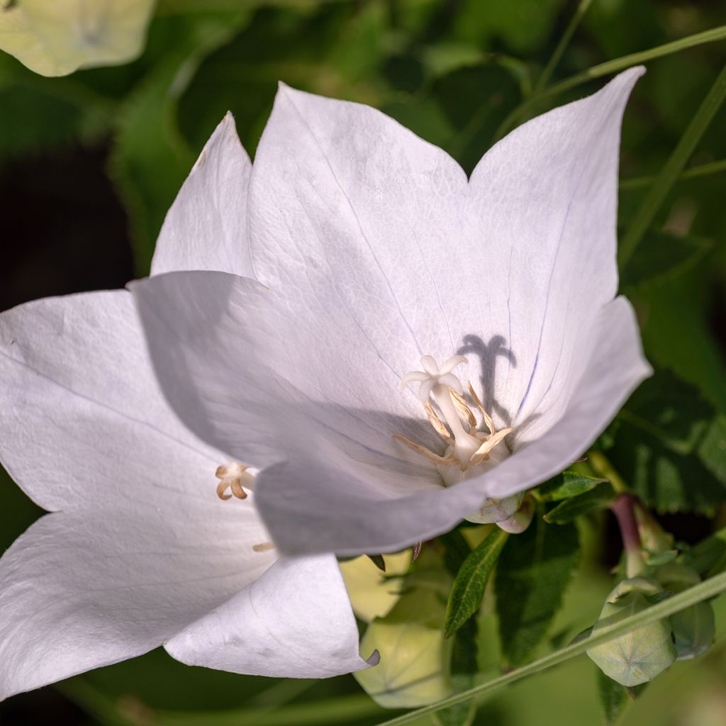 Campanule à feuilles de pêcher - Campanula persicifolia Alba