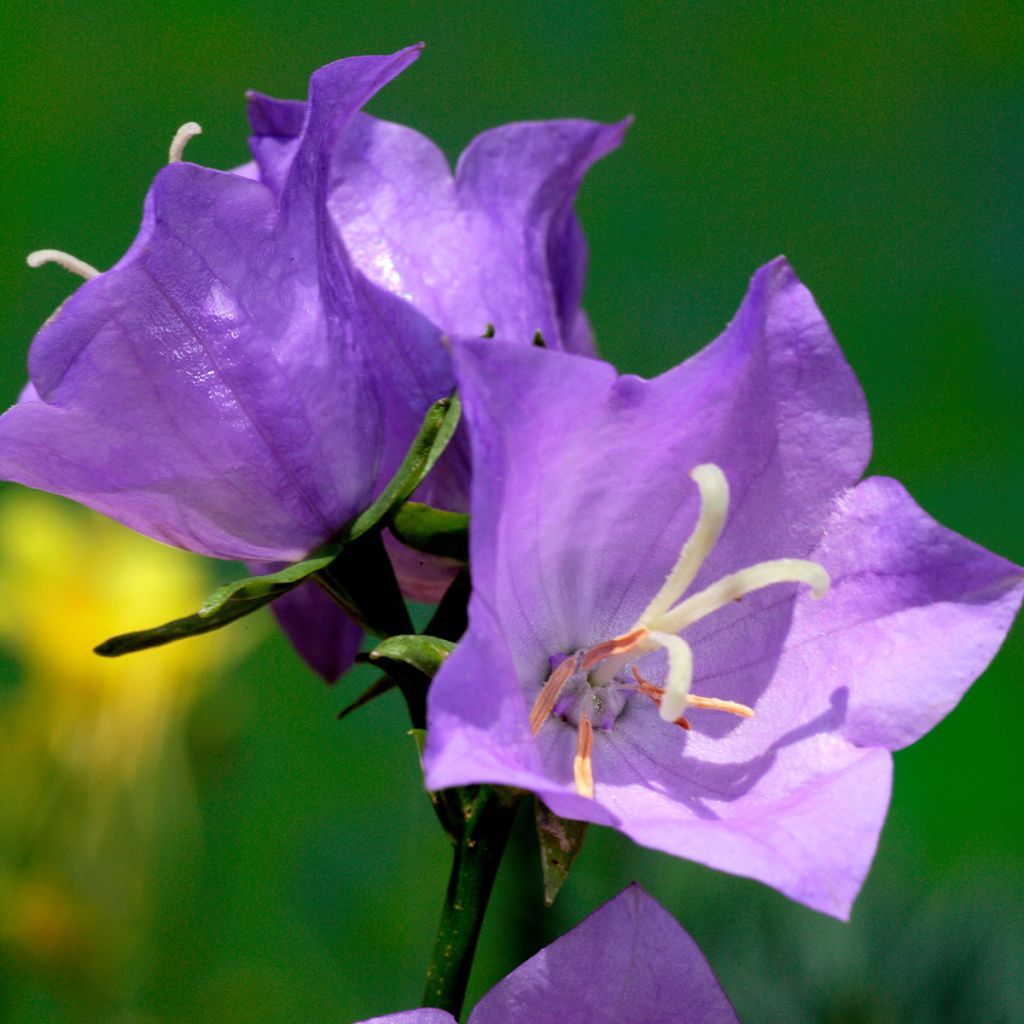 Campanule à feuilles de pêcher - Campanula persicifolia