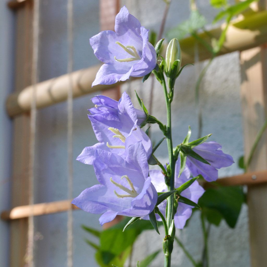 Campanule à feuilles de pêcher - Campanula persicifolia