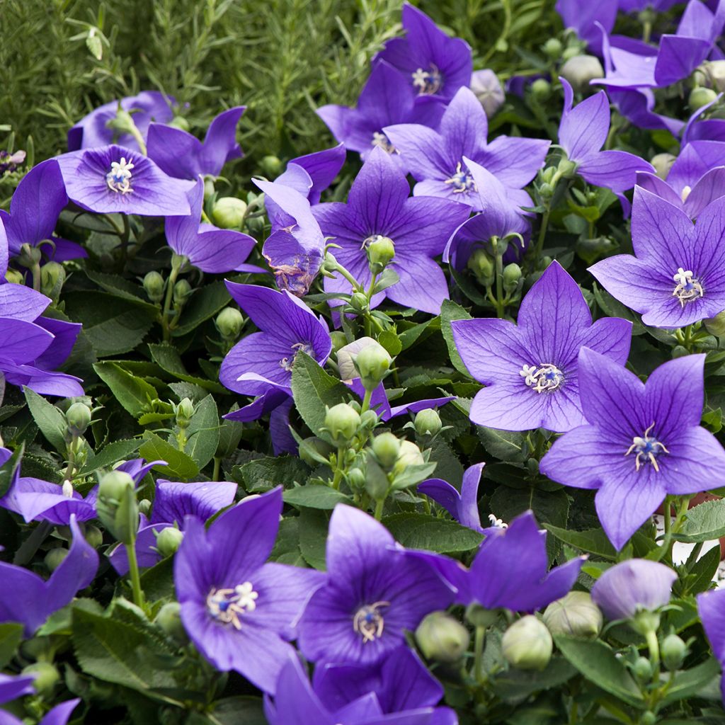 Campanule à feuilles de pêcher - Campanula persicifolia