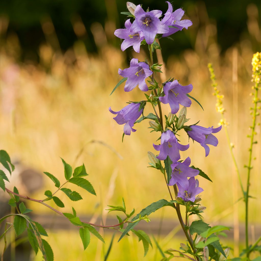 Campanule à feuilles de pêcher - Campanula persicifolia