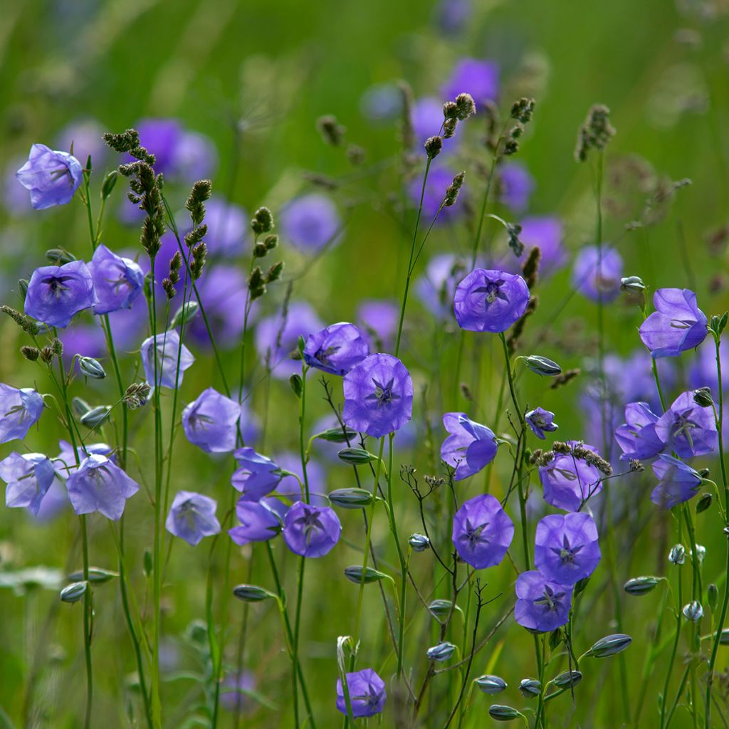 Campanule à feuilles de pêcher - Campanula persicifolia