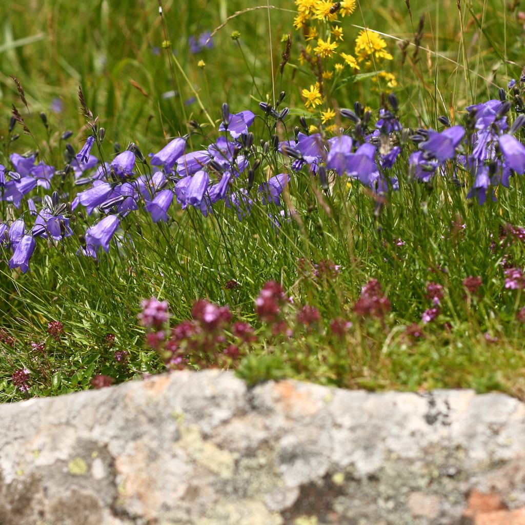 Campanule à feuilles de pêcher - Campanula persicifolia