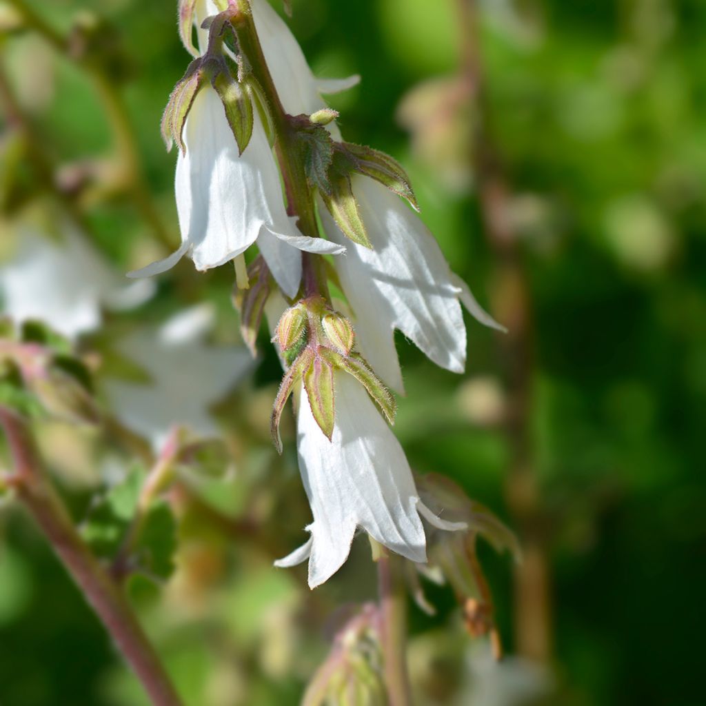 Campanule alliariifolia