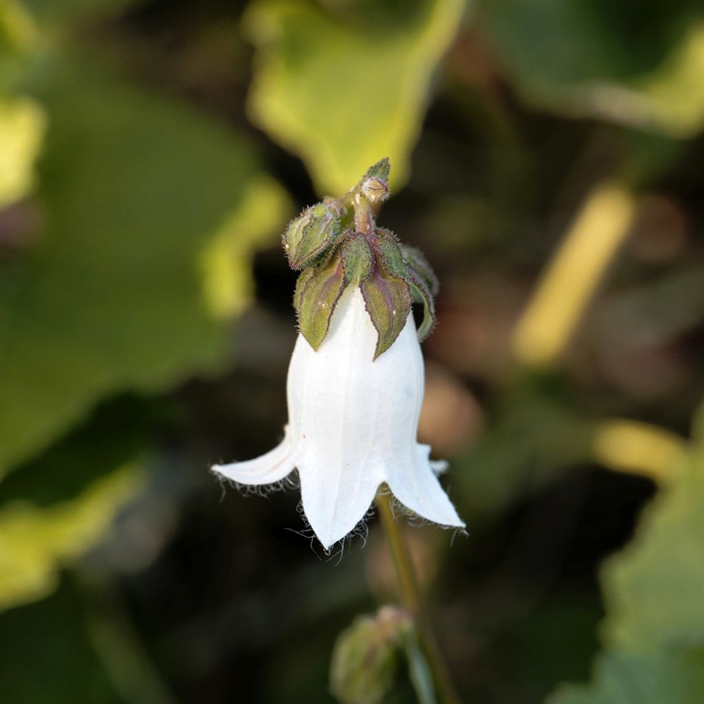 Campanule alliariifolia