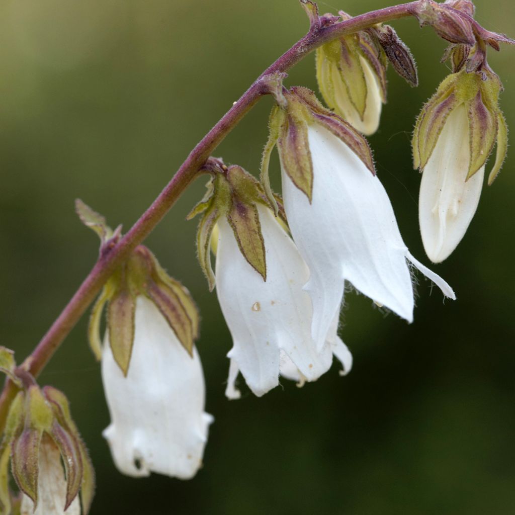 Campanule alliariifolia