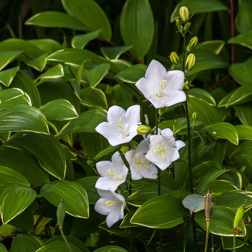 Campanule carpatica Alba - Campanule des Carpates