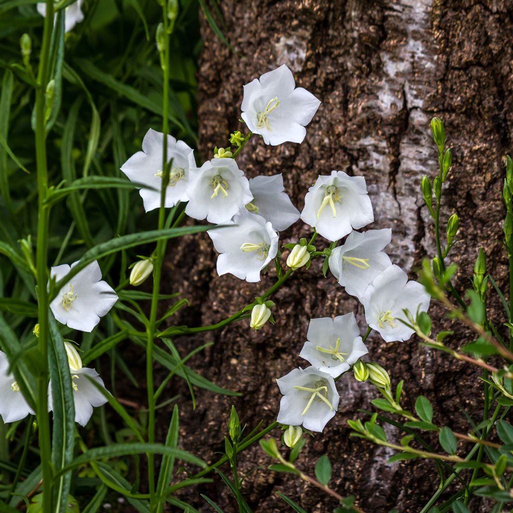 Campanule carpatica Alba - Campanule des Carpates