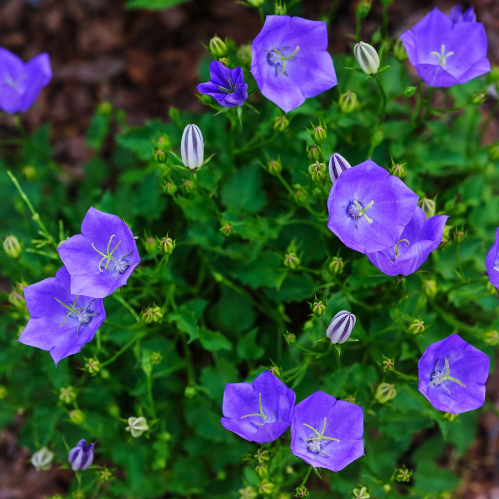 Campanule carpatica - Campanule des Carpates