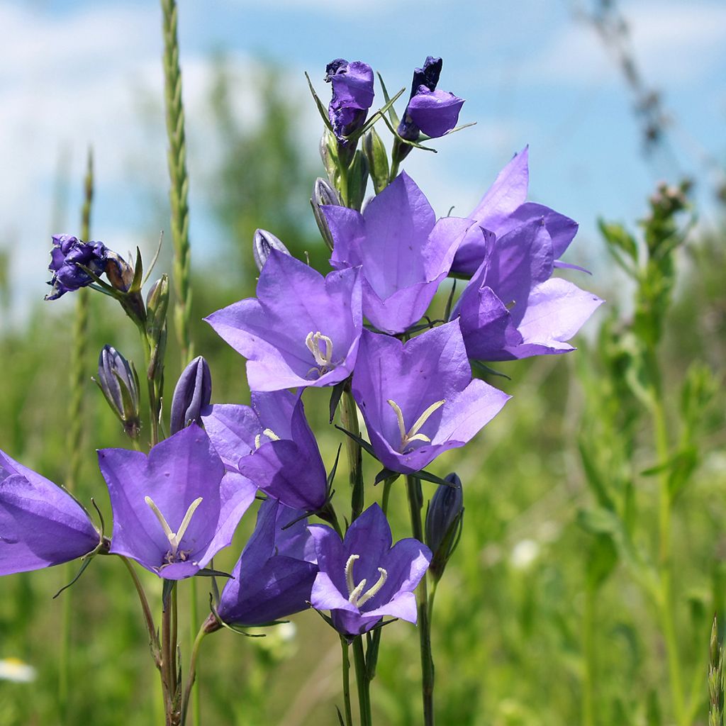 Campanule carpatica - Campanule des Carpates