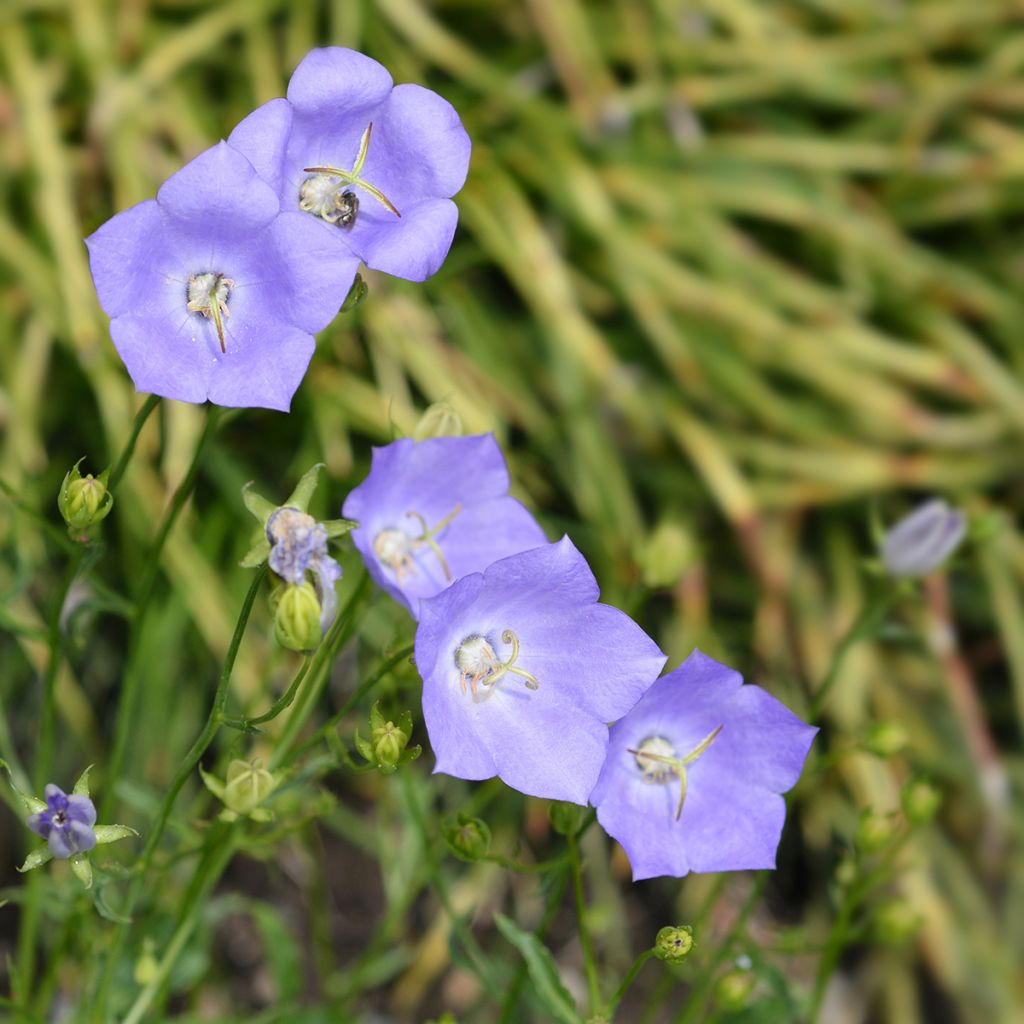 Campanule carpatica Clips bleue - Campanule des Carpates