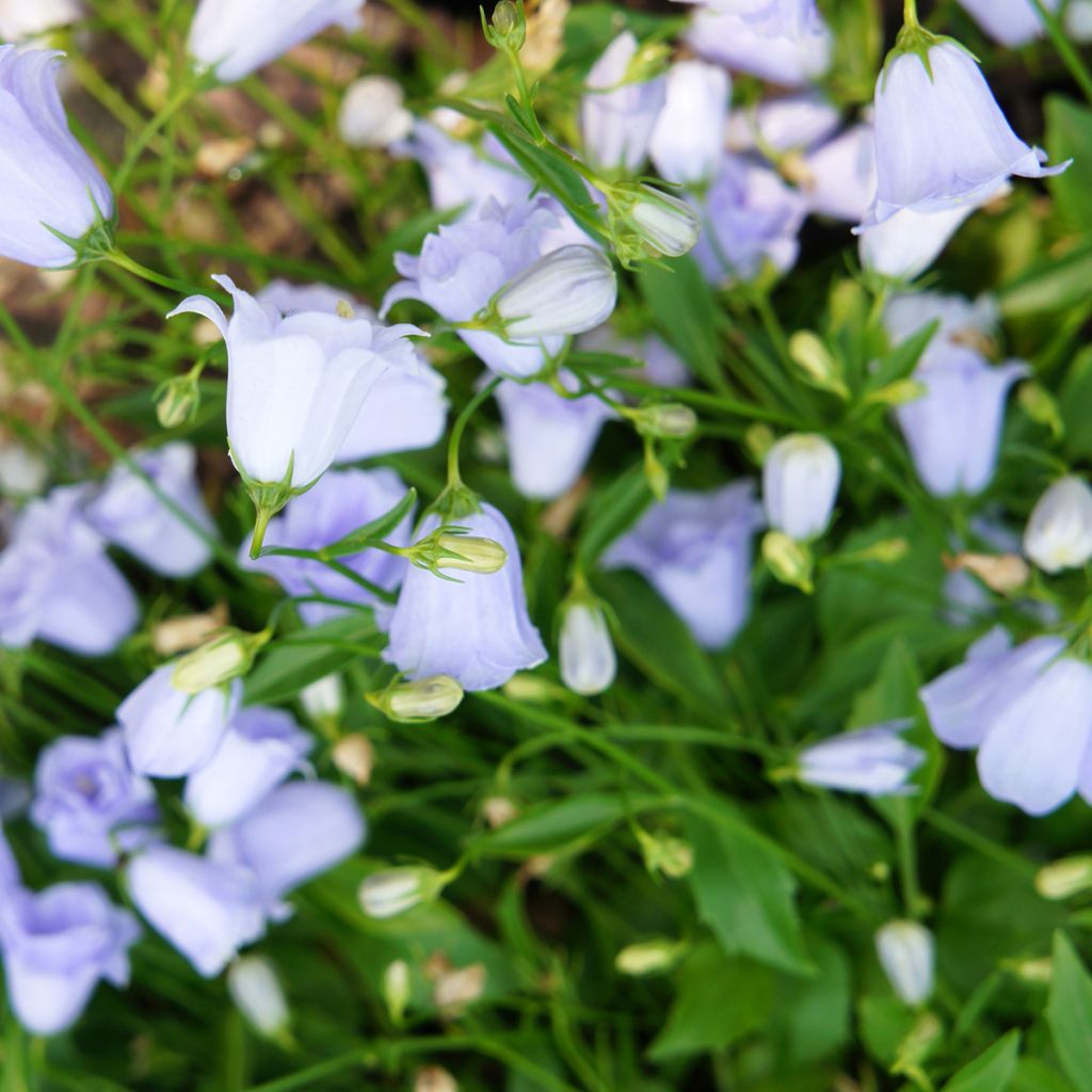 Campanule fluette - Campanula cochlearifolia Elizabeth Oliver