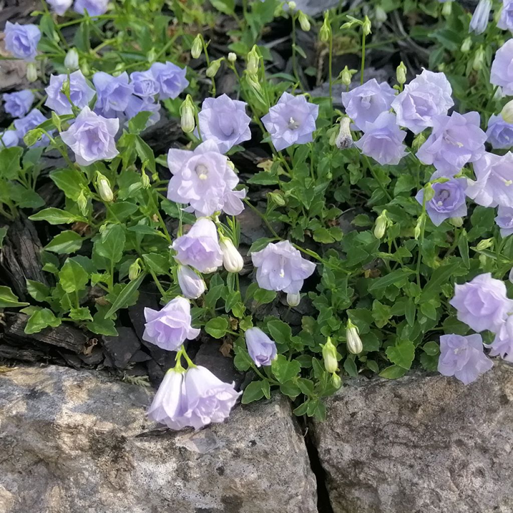 Campanule fluette - Campanula cochlearifolia Elizabeth Oliver